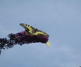 Koninginnepage op de buddleja (vlinderstruik)